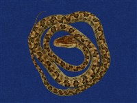 藏品(龜殼花)的圖片